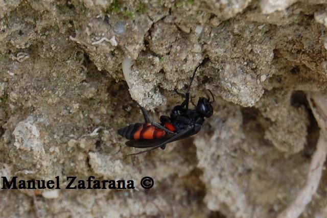 Imenottero rossonero: Pompilidae.